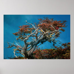 Botanische wonderen van Argentinië Poster