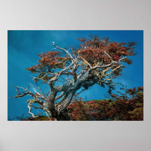 Botanische wonderen van Argentinië Poster (Voorkant)