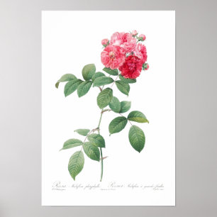 BOTANISCHE "ZEVEN SISTERS ROZEN" REDOUTÉ POSTER