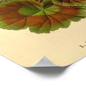 Botanische Zonal Geranium Bloemen Illustrati Poster (Hoek)