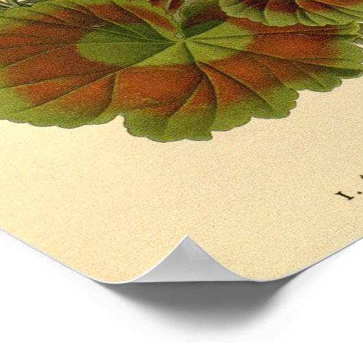  Botanische Zonal Geranium Bloemen Illustrati Poster (Hoek)