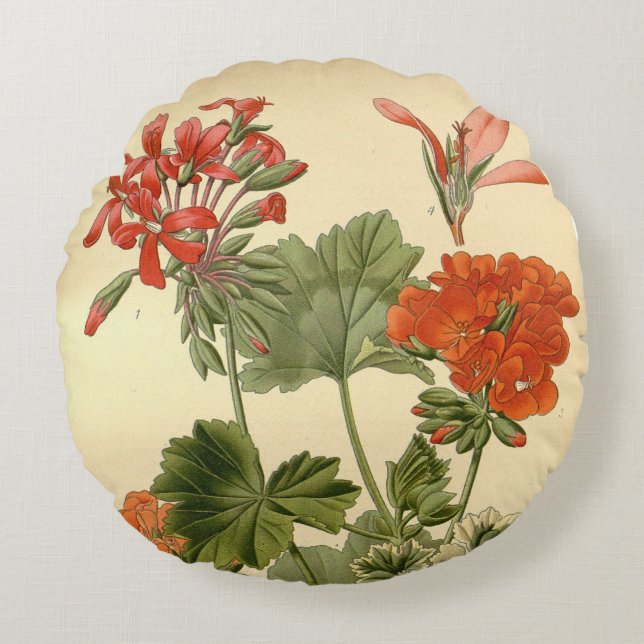  Botanische Zonal Geranium Bloemen Illustrati Rond Kussen (Voorkant)