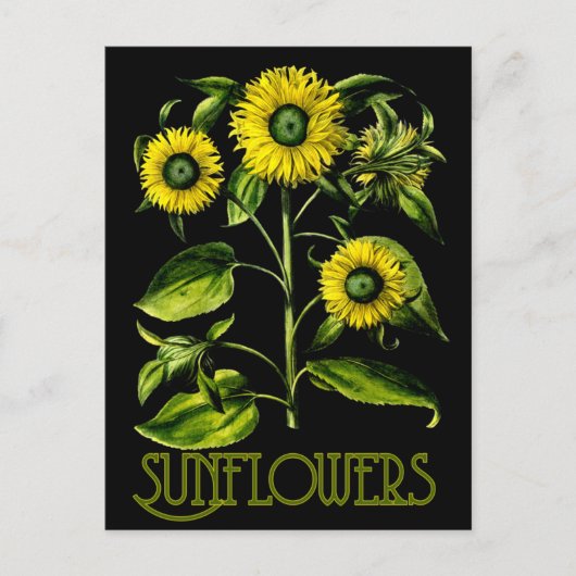 Botanische zonnebloemen Dusky Briefkaart 2 (Voorkant)
