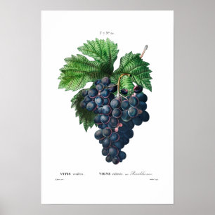  BOTANISCHE "ZWARTE DRUIVEN" REDOUTÉ POSTER