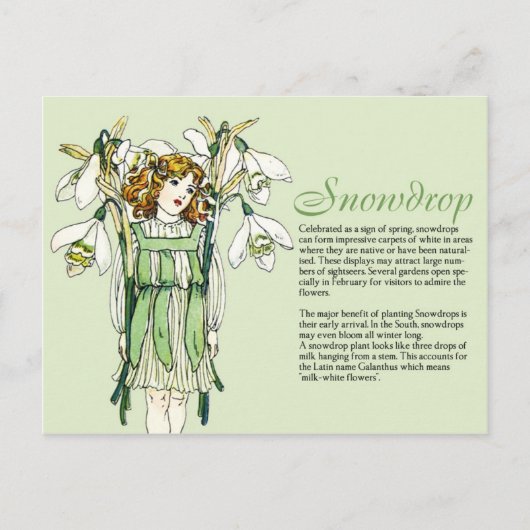 Botany Collector  Snowdrops Girl Plant Info Briefkaart (Voorkant)