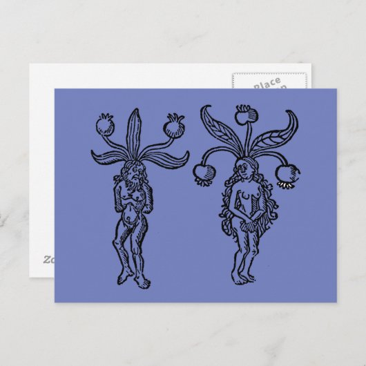 Botany: Mandrake, 1476 Briefkaart (Voorkant / Achterkant)