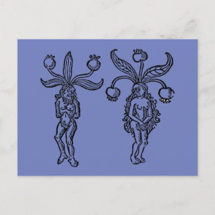 Botany: Mandrake, 1476 Briefkaart