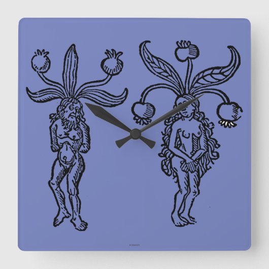 Botany: Mandrake, 1476 Vierkante Klok (Voorkant)
