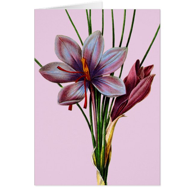 Botany: Saffron (Voorkant)