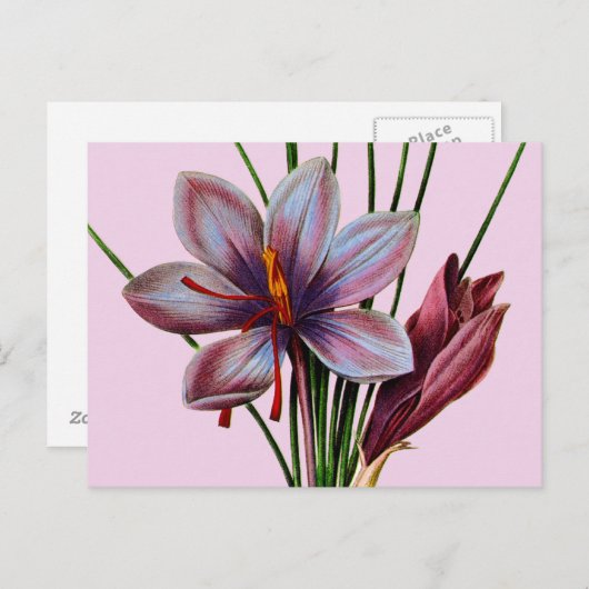 Botany: Saffron Briefkaart (Voorkant / Achterkant)