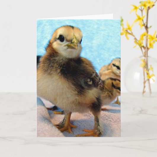 Boten en vrienden, kippen kaart (Gele Bloem)