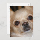 Boter Briefkaart (Voorkant / Achterkant)