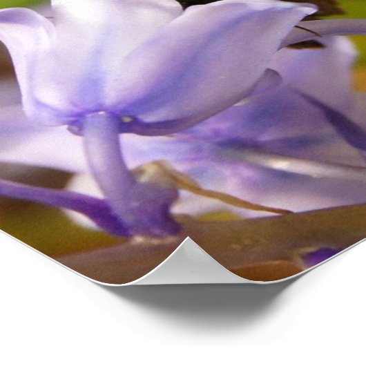 Boter- en blauwvlinders poster (Hoek)