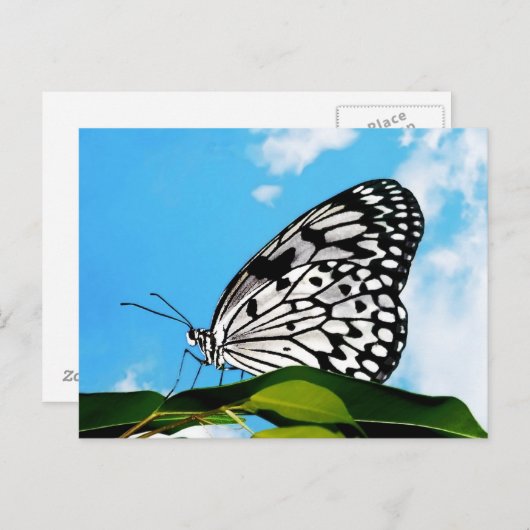 Boter en Sky Briefkaart (Voorkant / Achterkant)