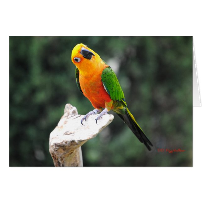 Boter II (Voorkant Horizontaal)