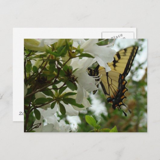 Boter in de lente briefkaart (Voorkant / Achterkant)