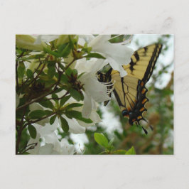 Boter in de lente briefkaart