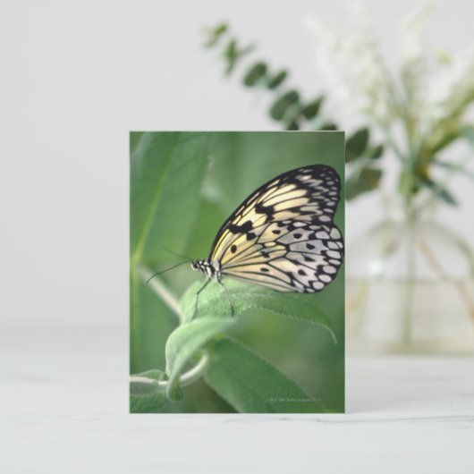 Boter op blad briefkaart (Staand voorkant)