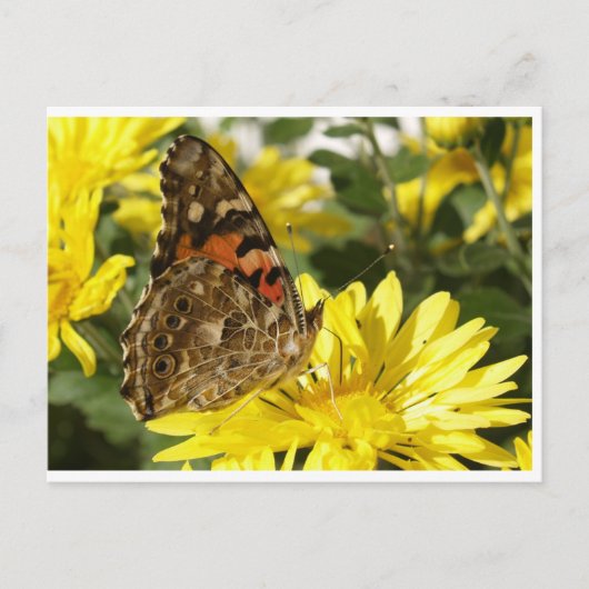 Boter op gele bloem. briefkaart (Voorkant)