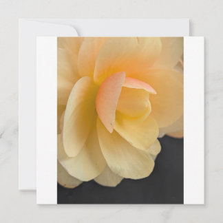 Boterachtige Begonia Wenskaart Bedankkaart