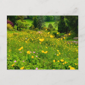 Boterbloemen briefkaart