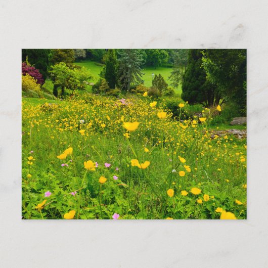 Boterbloemen briefkaart (Voorkant)