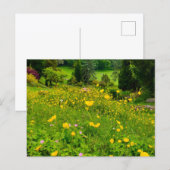 Boterbloemen briefkaart (Voorkant / Achterkant)