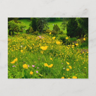 Boterbloemen briefkaart