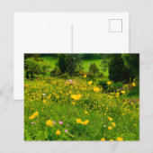 Boterbloemen briefkaart (Voorkant / Achterkant)