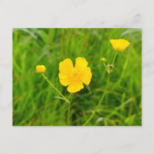 Boterbloemen briefkaart