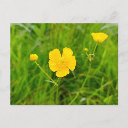 Boterbloemen briefkaart (Voorkant)