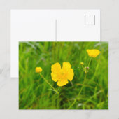 Boterbloemen briefkaart (Voorkant / Achterkant)
