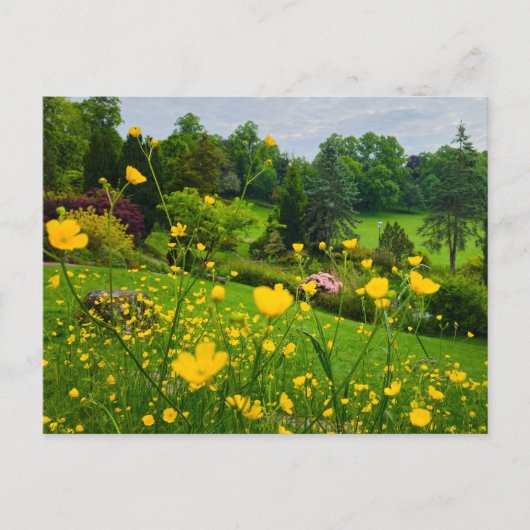 Boterbloemen briefkaart (Voorkant)