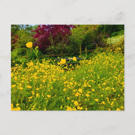 Boterbloemen briefkaart (Voorkant)