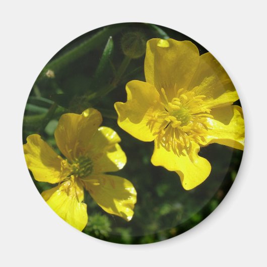 Boterbloemen Magneet (Voorkant)