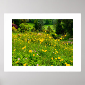 Boterbloemen poster