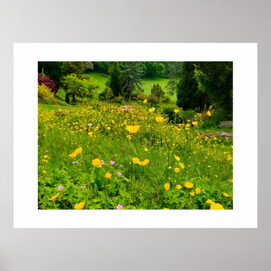 Boterbloemen poster (Voorkant)