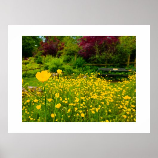 Boterbloemen  poster (Voorkant)