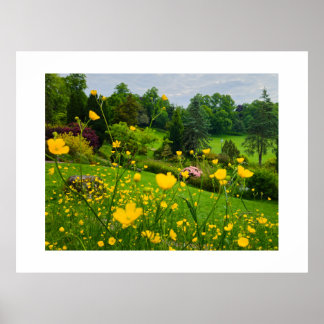 Boterbloemen poster