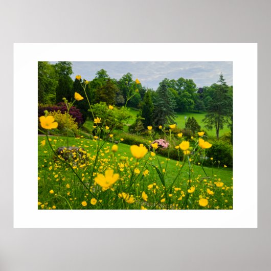 Boterbloemen poster (Voorkant)