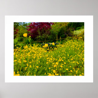 Boterbloemen poster