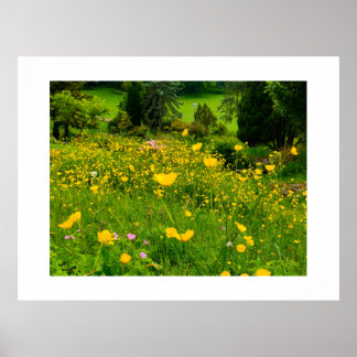Boterbloemen poster