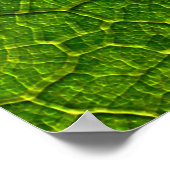 Boterbur leaf leaf aderen groen poster (Hoek)