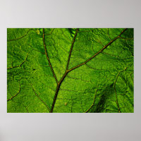 Boterbur leaf leaf aderen groen