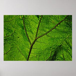 Boterbur leaf leaf aderen groen poster