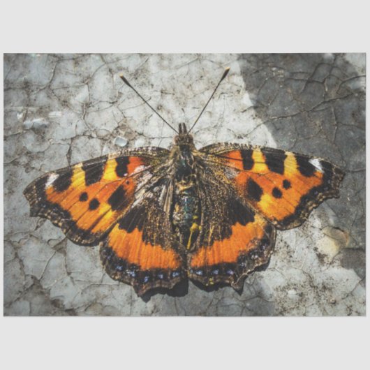 Boterfly Birthday Tissuepapier (Voorkant)