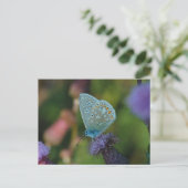 Boterfly Common Blue briefkaart (Staand voorkant)