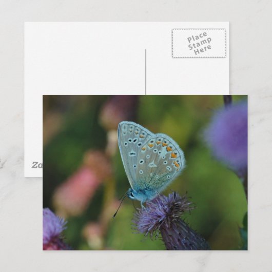 Boterfly Common Blue briefkaart (Voorkant / Achterkant)