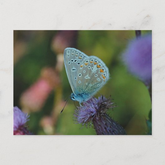 Boterfly Common Blue briefkaart (Voorkant)