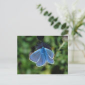Boterfly Common Blue op het briefkaart (Staand voorkant)